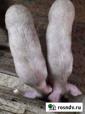 Подсвинки Белореченский - изображение 1