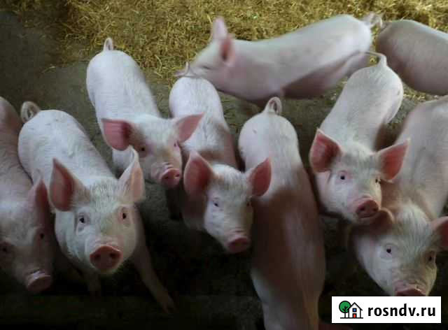 Поросята Глинищево - изображение 1