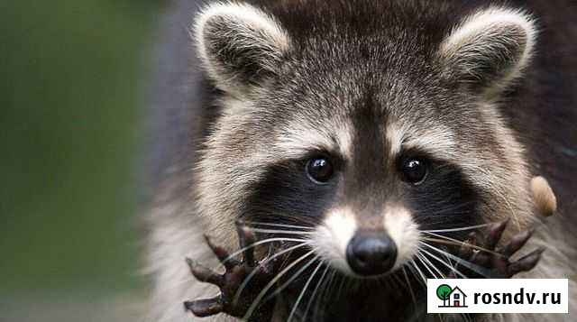 Еноты Воскресенск - изображение 1