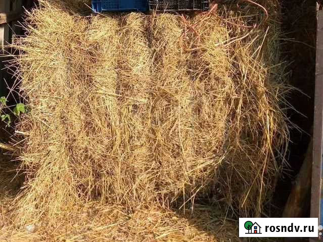 Сено в тюках разнотравье Ленинградская - изображение 1