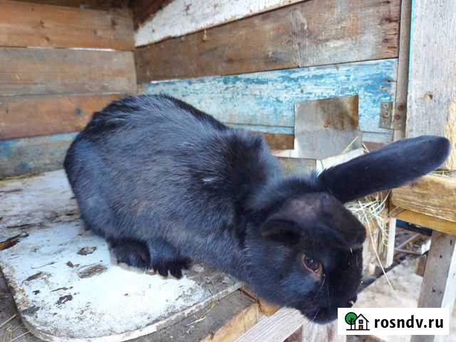 Кролики Брянск - изображение 1