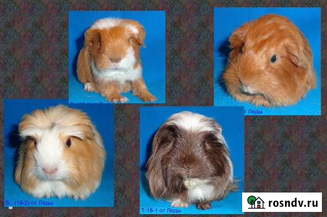 Морские свинки из питомника Борисоглебск - изображение 1