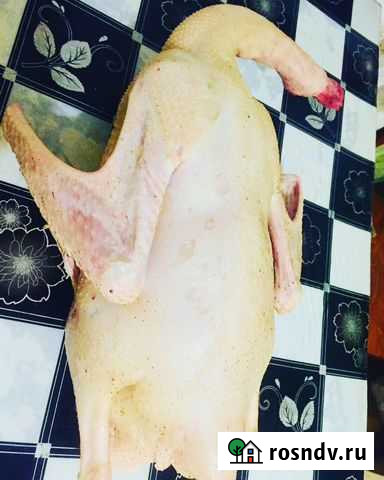 Тушки утки, гуся, индоутки, индейки Иркутск - изображение 1