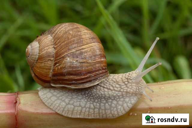 Улитка виноградная Звенигород - изображение 1