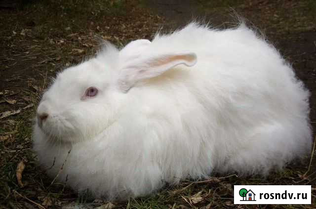 Кролики Красноуфимск - изображение 1