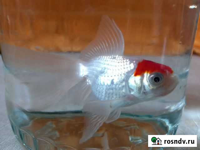 Золотая рыбка Ачинск - изображение 1