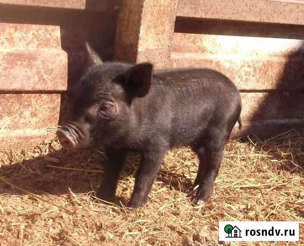 Вьетнамск вислобрюхий поросенок Вологда - изображение 1