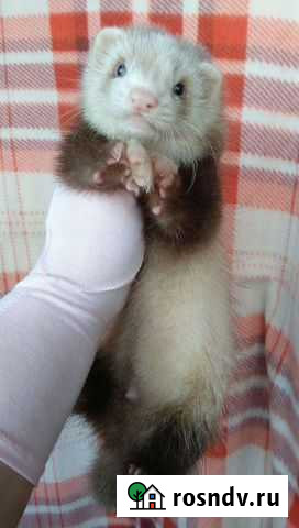 Хоредетки Казань - изображение 1