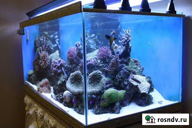 Морской аквариум 750 литров Котельники - изображение 1