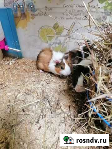 Морская свинка Киселевск - изображение 1