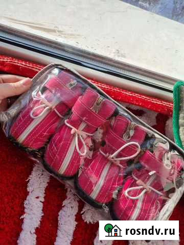 Обувь для собак Вилючинск - изображение 1