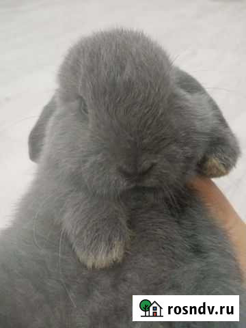 Декоративный вислоухий кролик Омск - изображение 1