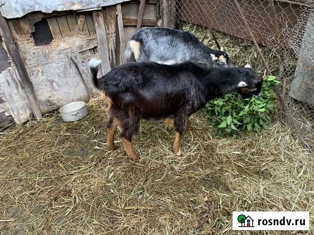 Коза и козел, стог сена Анапская - изображение 1