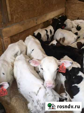 Бычки и телочки. От 1 мсяца, до 3х Новочеркасск - изображение 1