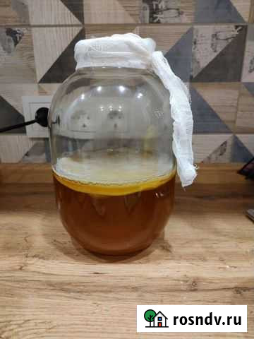 Чайный гриб комбуча Чебоксары - изображение 1