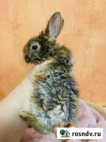 Декоративные карликовые кролики Санкт-Петербург - изображение 1