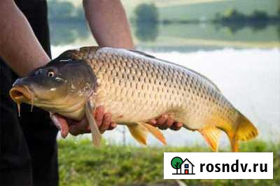 Сазан Рубцовск - изображение 1