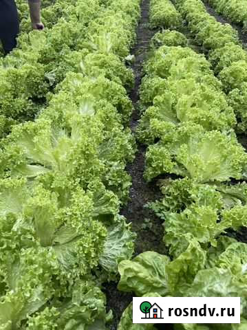 Листья салата Армавир - изображение 1