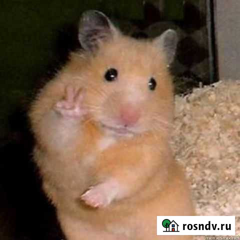 Тренер по CS:GO Нягань - изображение 1