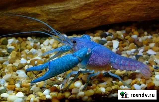 Синие раки Котельники - изображение 1