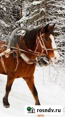 Конная телега,грабли Целинное - изображение 1