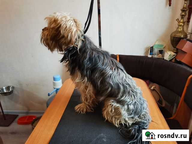 Груминг Новый - изображение 1