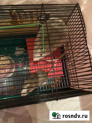 Крысята 3 штуки и мама крыса Лобня - изображение 1