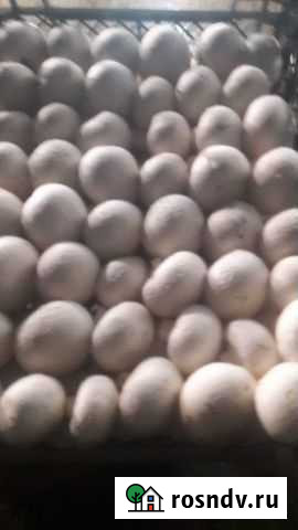 Грибы шампиньоны Самара - изображение 1