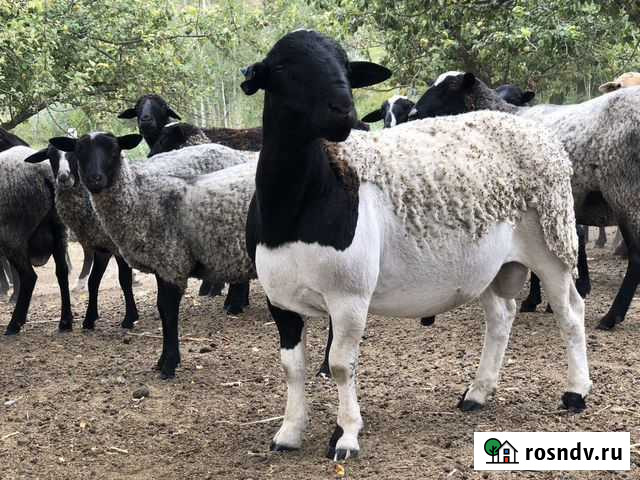 Молодая баранина / ягнятина мясо Старый Оскол - изображение 1