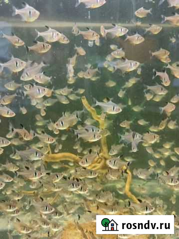 Орнатус черный Иркутск - изображение 1