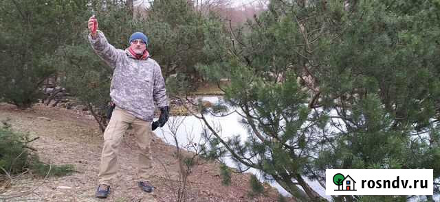 Обрезка и формирование деревьев Куровское - изображение 1