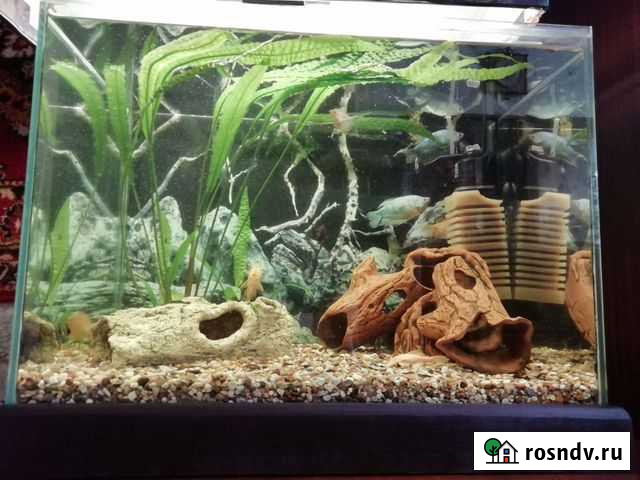 Аквариум 150 л Рубцовск - изображение 1