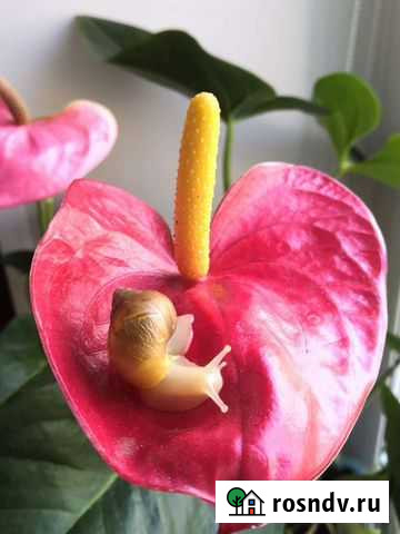 Улитка - малышка Копейск - изображение 1