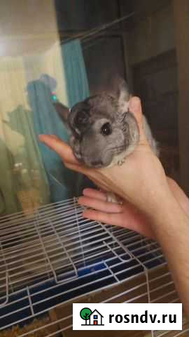Серебристая шиншилла Липецк - изображение 1