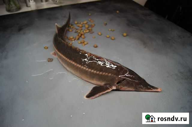 Рыба речная Томск - изображение 1