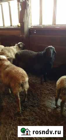 Баранина Мичуринск - изображение 1