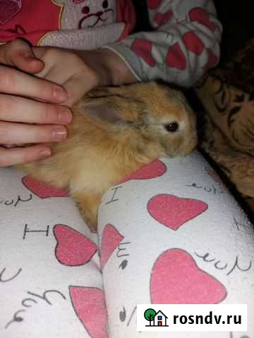 Кролик 1 месяц Балашиха - изображение 1