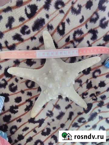 Ракушка звёздочка окаменевшая Челябинск - изображение 1