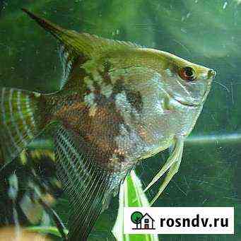 Скалярия Зелёный ангел Псков