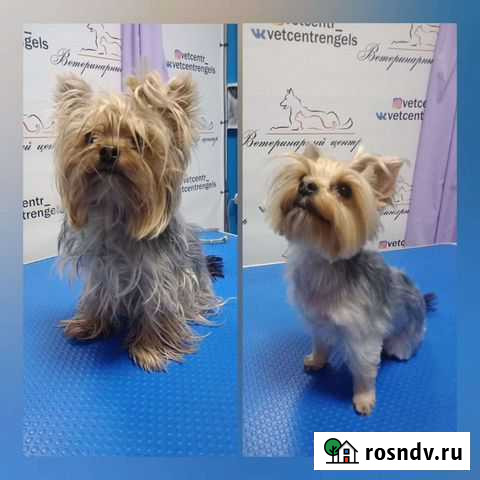 Стрижка кошек и собак Саратов - изображение 1