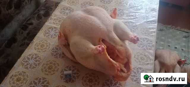 Мясо индейки Вешенская - изображение 1