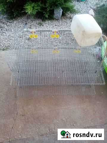 Клетка для перепелов Тольятти - изображение 1