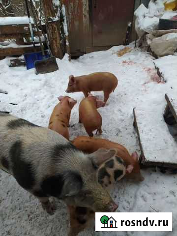 Поросята на откорм Звенигород - изображение 1