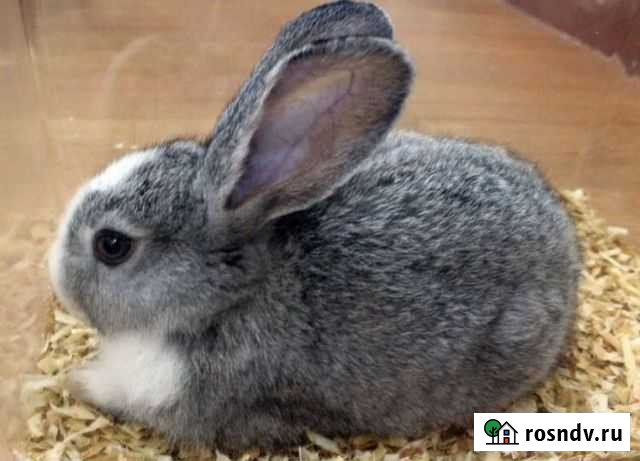 Продаю кроликов Пудож - изображение 1