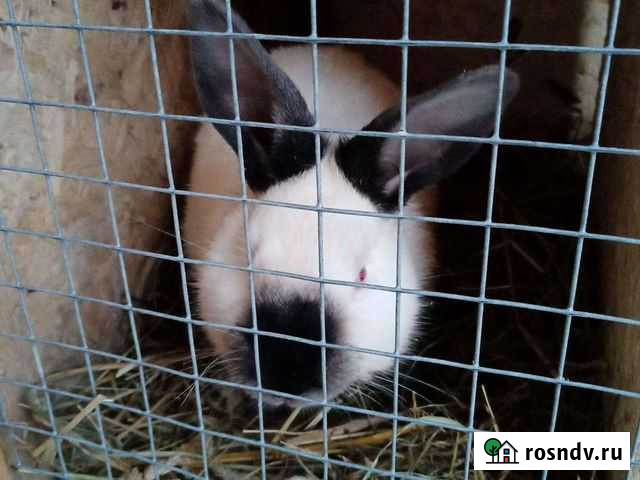 Калифорнийские кролики Сыктывкар - изображение 1