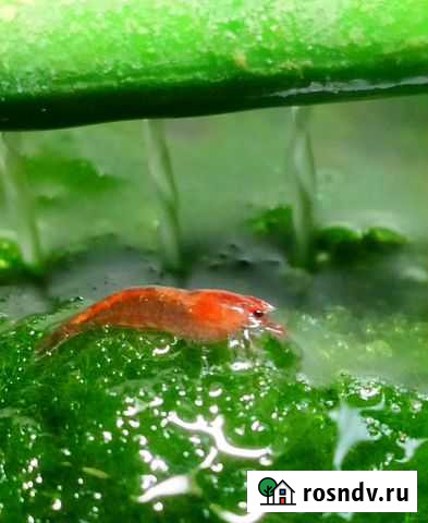 Креветки-вишни Краснодар - изображение 1