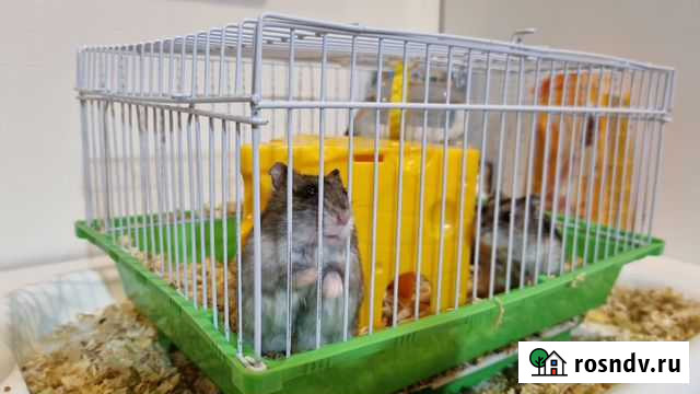 2 хомяка вместе с клеткой, бесплатно Абинск - изображение 1