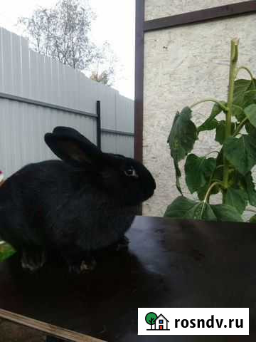 Кролик Рощино - изображение 1