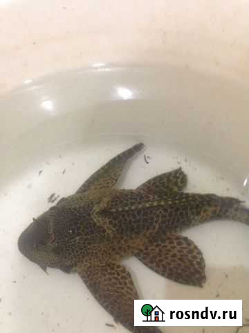 Продам сома Барнаул - изображение 1