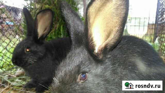 Кролики, крольчата черный великан, бабочка, рекс Тальменка - изображение 1